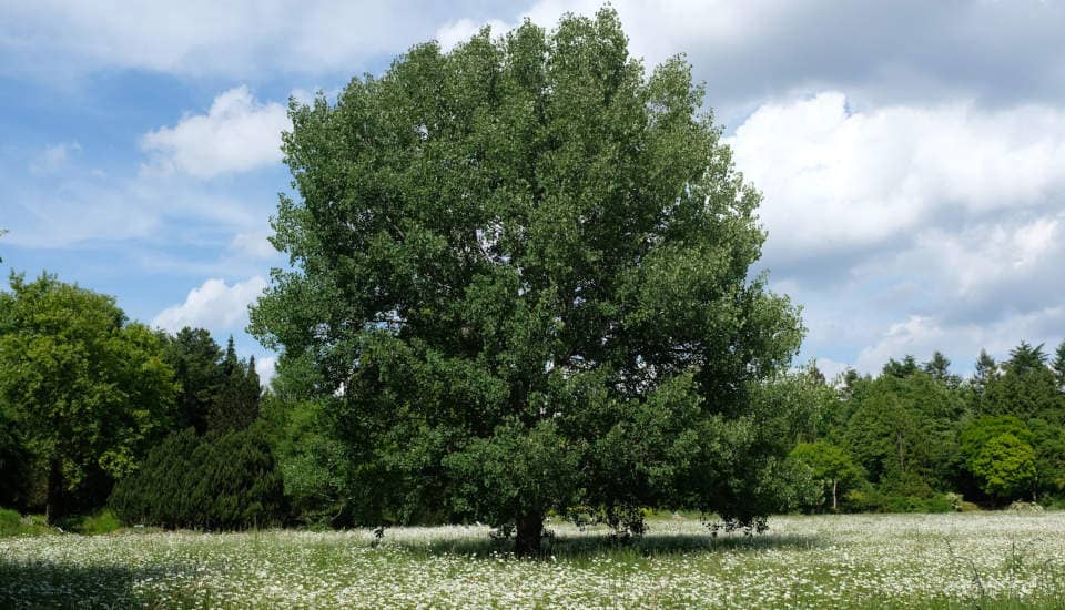 Zitterpappel im Botanischen Garten Hamburg