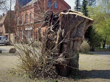 Stumpf der Bordesholmer Linde Die Überreste der Bordesholmer Gerichtslinde