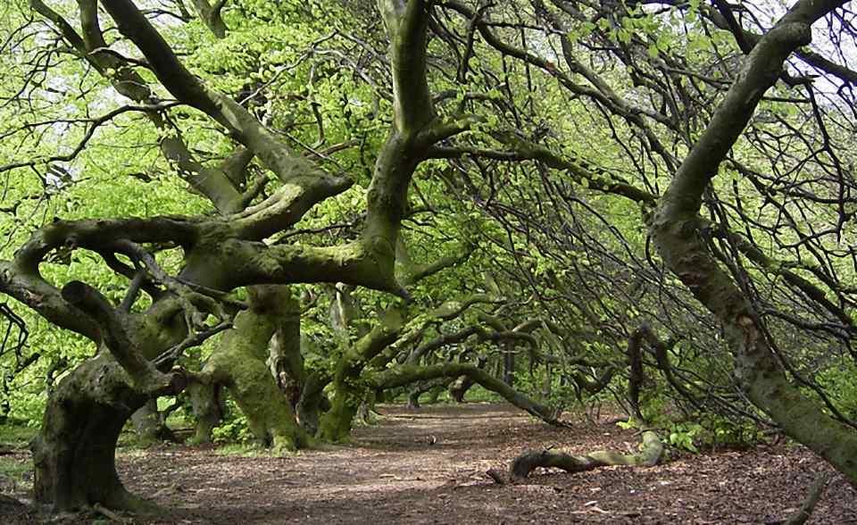 Süntelbuchen-Allee in Bad Nenndorf Die Süntelbuchenallee ist ein Wahrzeichen der Stadt Bad Nenndorf im Landkreis Schaum-