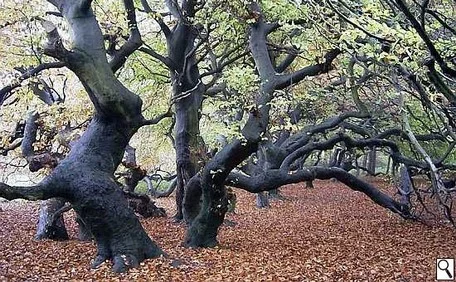 Süntelbuchen-Allee Süntelbuchenallee in Bad Nenndorf im Herbst 2004