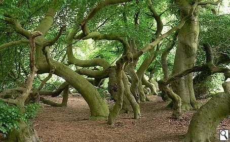 Süntelbuchenallee üntelbuchenallee im Kurpark von Bad Nenndorf im Mai 2015