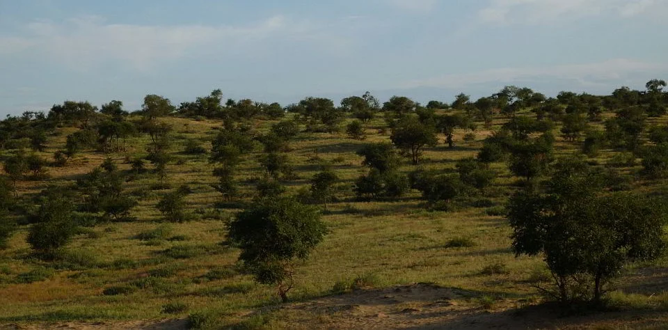 Sibirischen Ulmen (Ulmus pumila) bilden einen lichten Wald in der sandigen Steppe im Bezirk Bayannuur Sum, Provinz Bulgan, Mongolei. Foto: Wikimedia Commons / CC0 1.0