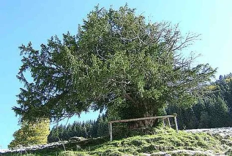 Eiben können sehr alt werden. Die Ureibe bei Steibis steht südöstlich von Steibis (Markt Oberstaufen) im Landkreis Oberallgäu. Ihr Alter wird auf 600 bis 800 Jahre geschätzt.