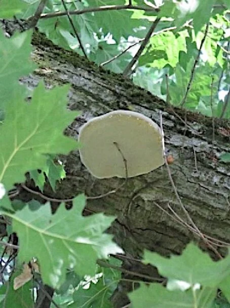 Schadpilz an einem Ast