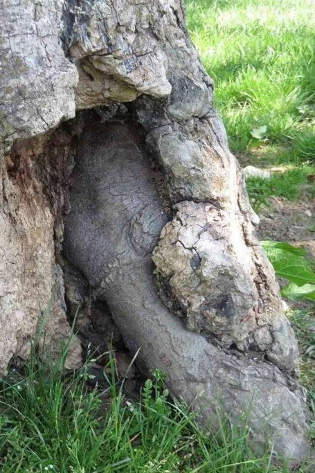 Buche mit Innenwurzel