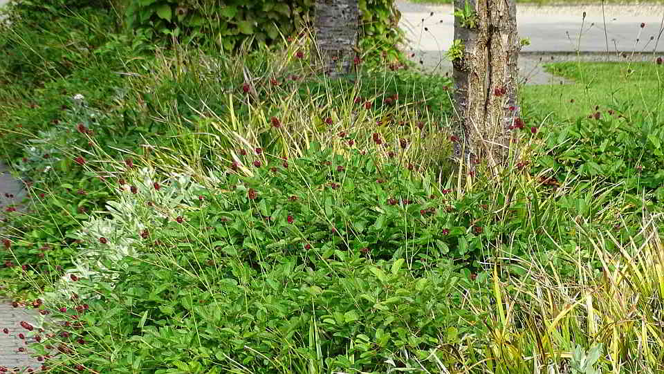 Artenvielfalt: Heimische Baumarten und Klimabäume profitieren von durchgängigen Pflanzstreifen – wie auch die Insektenwelt, denn mit der Vielfalt an Gehölzarten, Grün- und Blütenpflanzen steigt auch die Biodiversität. Foto: GMH/Fachverband geprüfter Baumpfleger