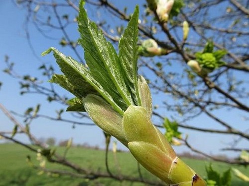 Mobilisierungsphase, volle Energie beim Austrieb