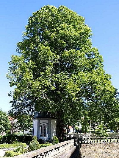 Gesunder, vitaler Baum