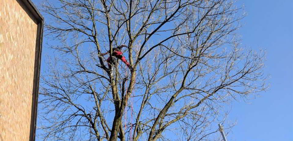 Baumarbeiten in großer Höhe erfordern Fachkompetenz und einen sicheren Zugang. Foto: Industrie Kletterer Köln IKK