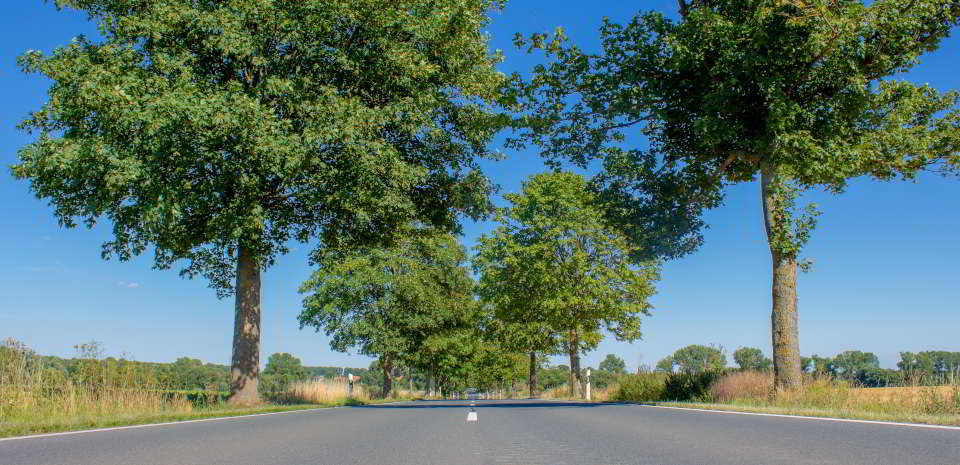 Landstraße mit Bäumen