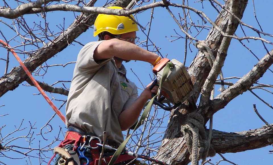 Nachhaltige Baumpflege