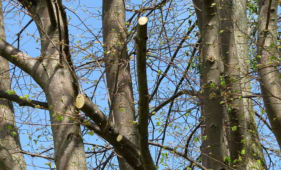 Baumschnitt Baumschnitt: Pflege, Herumschnippeln oder Zerstörung?