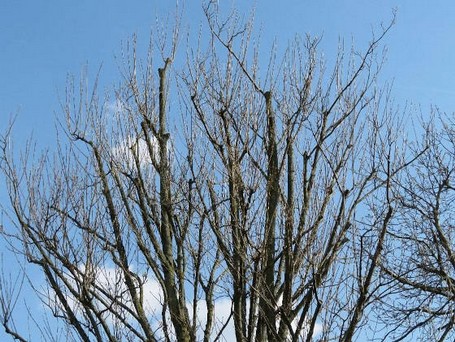 Ahorn 2020 Das Ergenbis im Jahr 2020