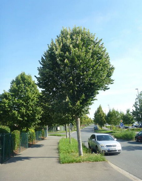Blick in die Zukunft: Silber-Linden (Tilia tomentosa) aus Südost-Europa widerstehen anhaltender Hitze und Trockenstress und sind bei Insekten sehr beliebt. Von dem großzügigen Pflanzstreifen profitieren Bäume und Insekten gleichermaßen. Foto: GMH/Dr. Susanne Böll, LWG Bayern