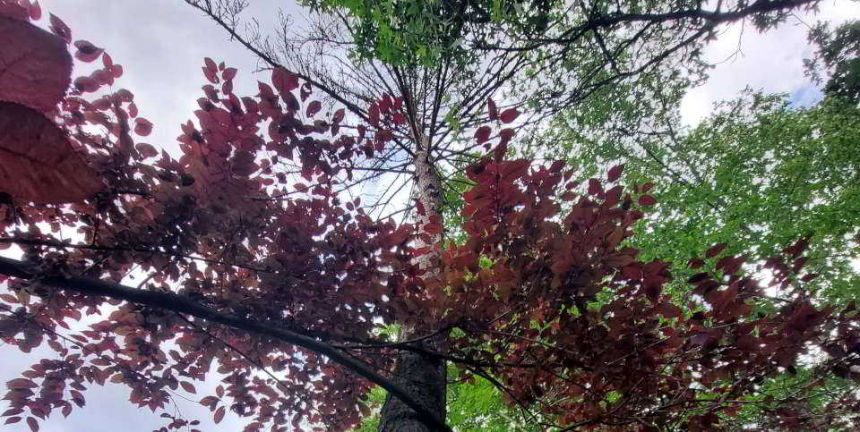 Borkenkäferschaden an einer Fichte