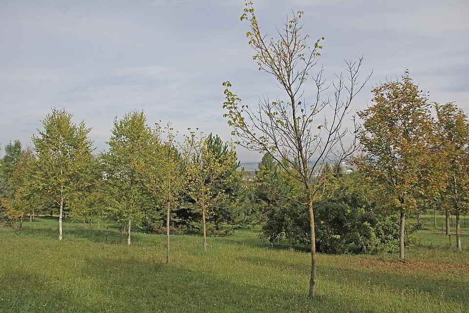 Das ,,Grüne Labor Coburg" - Klimawandel und das Wissen um die Gehölze in der Stadt der Zukunft 