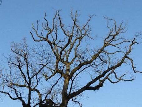 Einkürzung Einkürzungen unter bestmöglicher Berücksichtigung der äußeren Erscheinungsform