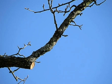 Fachgerechte Einkürzung Einkürzungen auf Versorgungsast