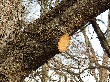 Fachgerechter Schnitt Baumerhaltend: Schnitte unter 5-10 cm
