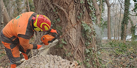 Sicherheit und Gewissheit dank professioneller Baumfällung