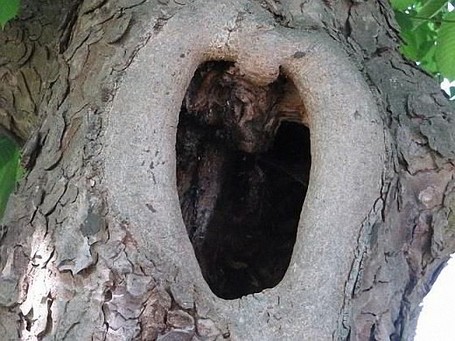 Fäulnis durch Stakastschnitt Die Folge von Starkastschnitten ist, dass holzzersetzende Pilze eindringen, die das Holz zerstören und damit nach einigen Jahren die Bruchfestigkeit und damit den Baum gefährden.