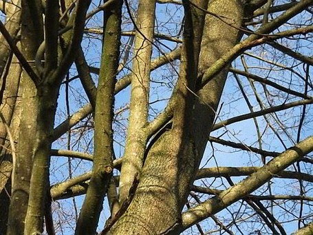 Kronenaufbau Fördern des stabilen Kronenaufbaus beim heranwachsenden Baum
