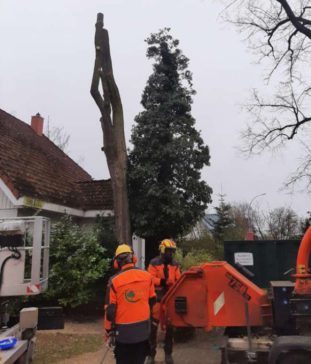 Fällung eines Gefahrenbaums