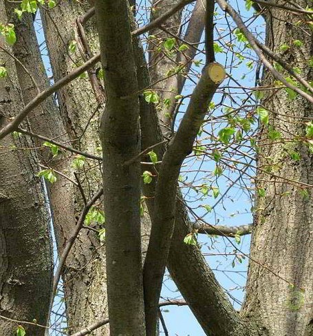 Herumschnippeln statt Pflege Es ist besser, einzelne Äste unter 5 cm Durchmesser ganz zu entfernen als derartige unnötige Schnitte zu machen.