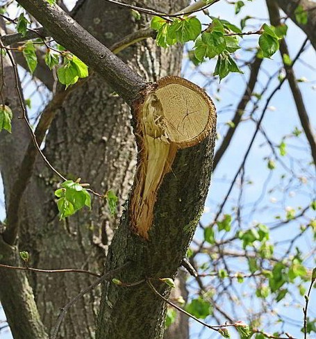 Herumschnippeln-stat-Pflege Der Ast ist ausgerissen. Hier ist mit einem Blick zu erkennen, dass der Sägebesitzer sein Handwerk nicht beherrscht und deshalb auch nicht an Bäumen herumschneiden sollte.