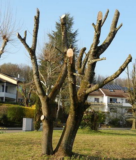 Kappung Baum zerstört