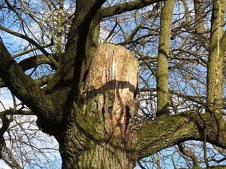 Kappung Kappungen haben zahlreiche nachteilige Folgen