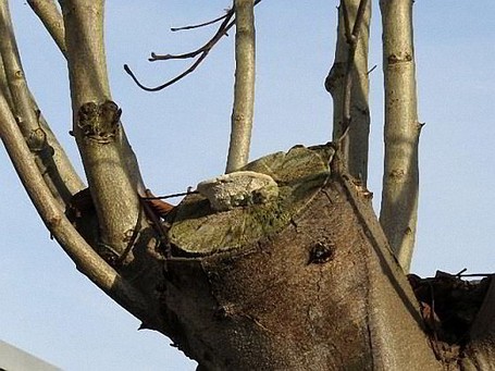 Baumzerstörende Kappungen Große Schnittstellen werden von holzzersetzenden Pilzen befallen