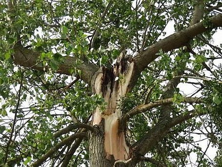Kappung Die neben den Kappungsstellen entstehenden Triebe (Ständer) werden zunehmend zu einem Risiko und können ausbrechen