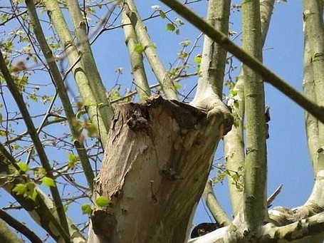 Kappung Baumzerstörend Kappungen bringen das natürliche Gleichgewicht des Baumes durcheinander.