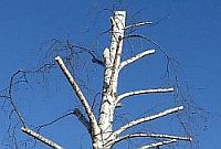 Baumzerstörend: Kappungen