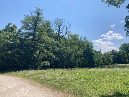 Schüttere Kronen durch Wassermangel