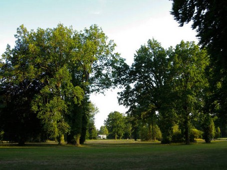 Eichen im Park Sanssouci 