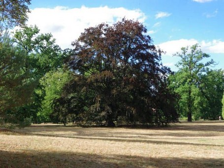 Schäden auch im Neuen Garten in Potsdam