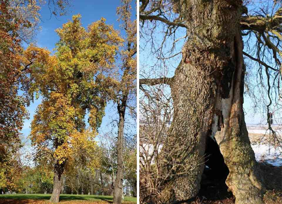 Rückzug und Speicherung der Energie, einfach nur ausruhen. 