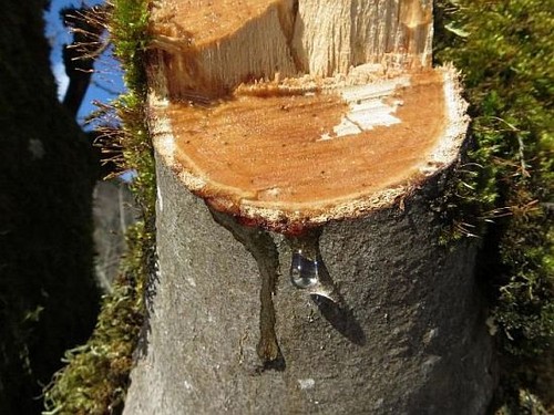 Saftfluss nach (nicht fachgerechtem) Schnitt im Februar. 