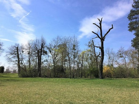 Das Foto zeigt eine Gruppe abgestorbener Bäume 