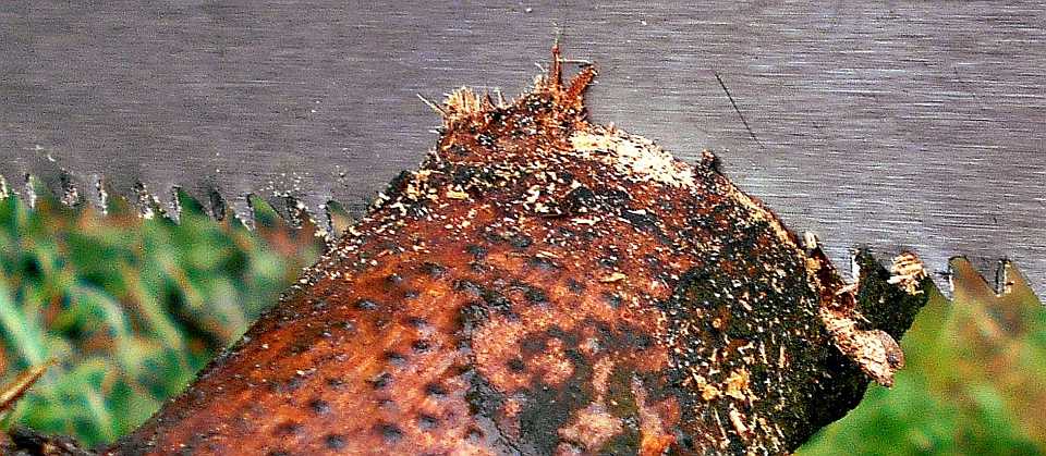 Wann ist der optimale Schnittzeitpunkt bei Baumpflegemaßnahmen? 