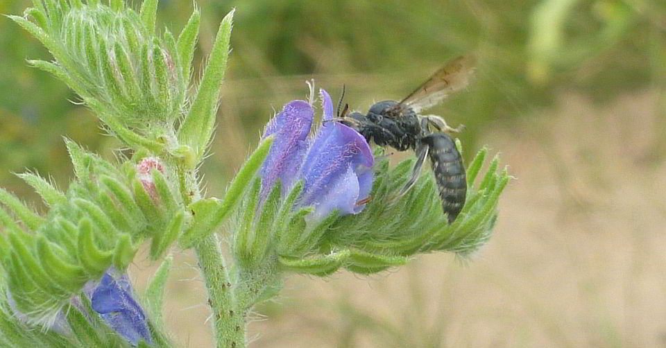 Spendabler Blaublüter: Die Blüten des Gewöhnlichen Natternkopfs (Echium vulgare) sehen nicht nur hübsch aus, sondern liefern auch reichlich Nektar und Pollen. Foto: GMH/Dr. Susanne Böll, LWG Bayern