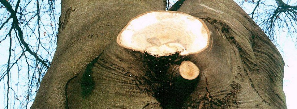 Starkastschnitt Wichtige Faktoren bei Schnittmaßnahmen an Bäumen