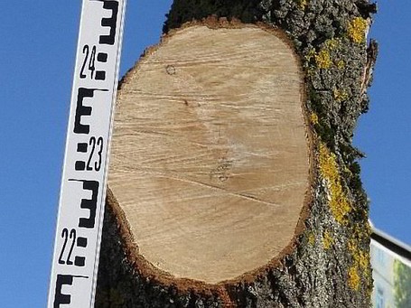 Starkastschnitte Bei Starkastschnitten (Schnittflächen> 10 cm Durchmesser) ist das Risiko langfristiger Fäule äußerst hoch