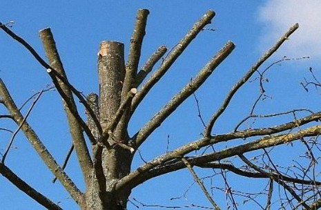 Baumzerstörend: Stummelschnitte 