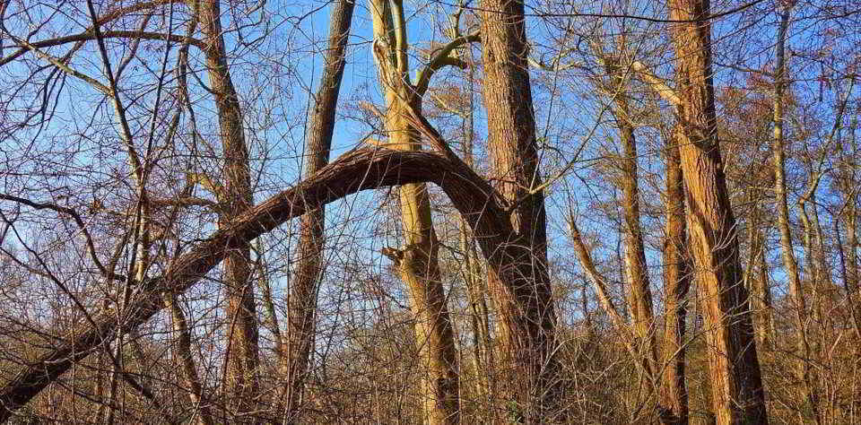 Sturmholz Durch Sturm abgebrochener Baum