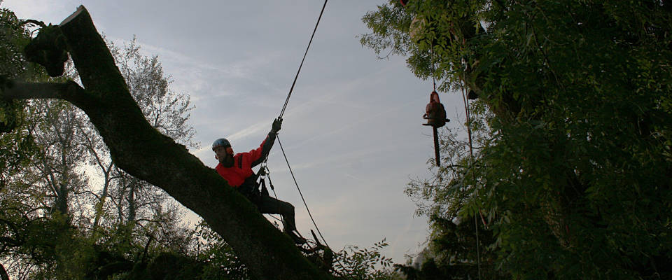 Baumkletterer beim Abtragen eines Gefahrenbaums
