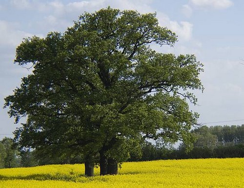Der Sommer ist auch der Zeitpunkt der „Energiegewinnung".