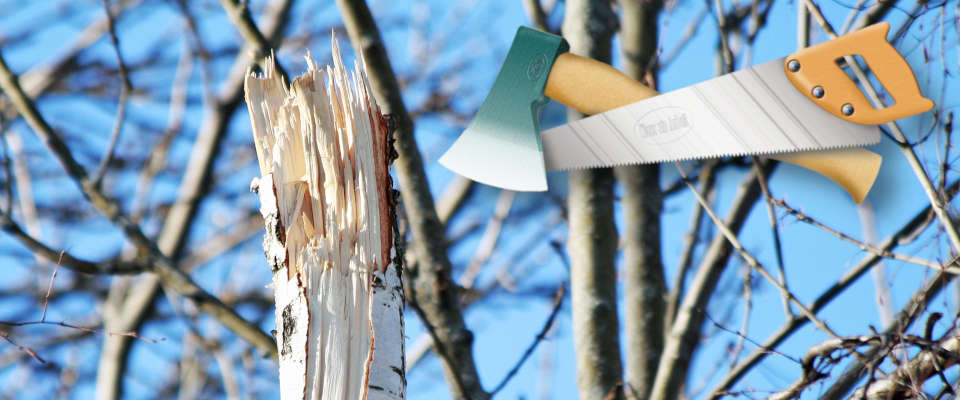 Abgebrochene junge Birke